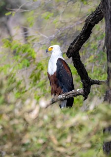 African fish eagle (Haliaeetus vocifer) perched on a branch, Kruger National Park, South Africa,