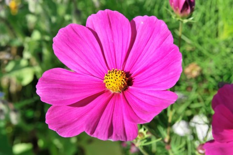 Basket of jewellery, cosmea (Cosmea bipinnata), Schwaebisch Gmuend, Baden-Wuerttemberg, Germany,