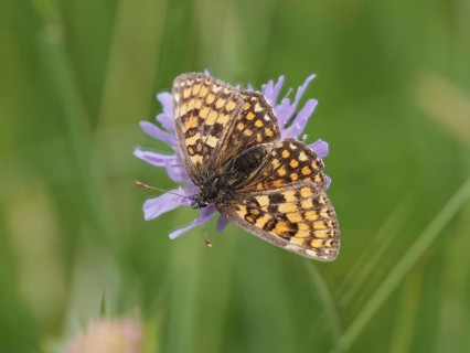 Queen of Spain fritillary (Issoria lathonia) in a meadow clover, near St. Andrae-Hoech, Sausal,