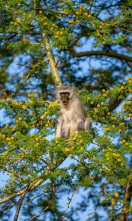 Southern vervet monkey (Chlorocebus pygerythrus) sitting in a flowering tree, eating yellow flowers