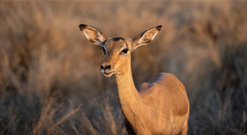 Impala (Aepyceros melampus) in the evening light, female, animal portrait, Black Heeler Antelopes,