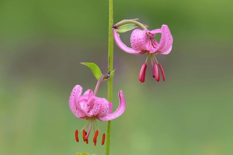 Martagon lily (Lilium martagon) in a forest in spring, lily family, 2 flowers, macro, nature