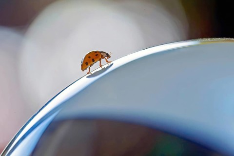 A ladybird crawls over a curved surface with a bluish background, macro-style detail shot