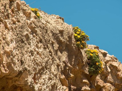 Image of rocks with yellow flowers on them, against a clear blue sky, the cliffs and rocks sprout