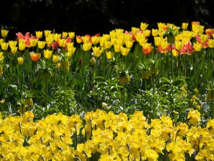 A large field of yellow daffodils and tulips in various colours in full bloom in spring, many