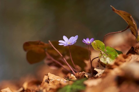 Common hepatica (Anemone hepatica) Blossoms in a forest, Bavaria, Germany, Europe