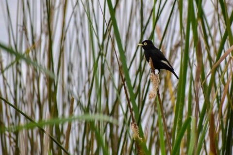 Brilliant dark tyrant (Hymenops perspicillatus) in its natural habitat in the reeds, Buenos Aires,