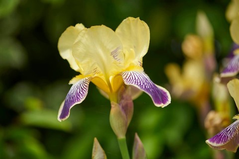 Close-up of a Iris variegata blossom in early summer