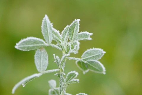 Close-up of red clover (Trifolium pratense) in a meadow in winter