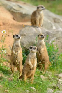 Close-up of a group of meerkat or suricate (Suricata suricatta) in spring