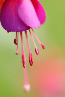 Close-up of red Fuchsia blossoms in a garden in summer