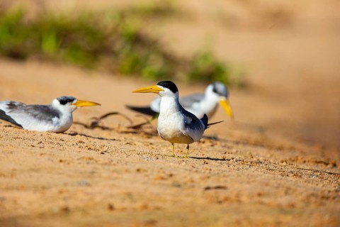 Large-billed Tern (Phaetusa simplex) Pantanal Brazil