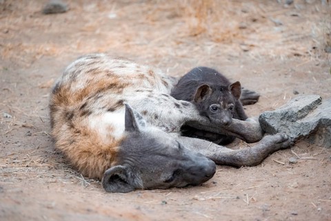 Spotted hyenas (Crocuta crocuta), adult female with cubs, lying down, suckling her cubs, Kruger