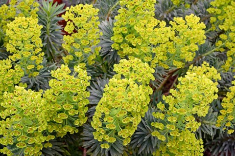 Garden spurge (Euphorbia characias), Blue Wonder variety, yellow-green flowers, North