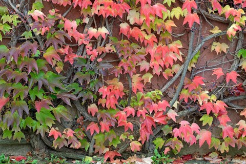 Wild Vine, Maiden Vine (Parthenocissus quinquefolia) with fruits and autumn leaves clinging to a