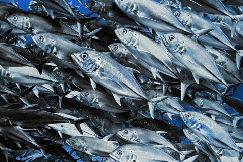 Jackfish, (Caranx sexfasciatus), Wakatobi Dive Resort, Sulawesi, Indonesia, Asia