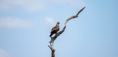 Brown snake eagle (Circaetus cinereus), juvenile, sitting on a branch against a blue sky, Kruger