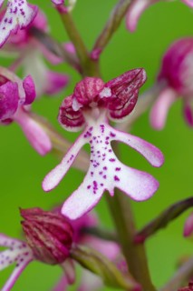 Northern marsh-orchid (Orchis purpurea), single flower, flower figure, detail, macro, nature