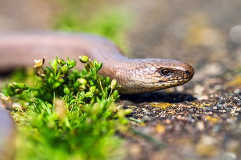Slow Worm, Anguis fragilis, Lizard, England, United Kingdom, Europe