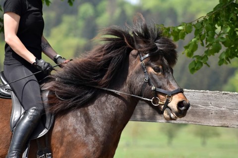 Close-up of a ridden Icelandic horse with equipment and typical long hair