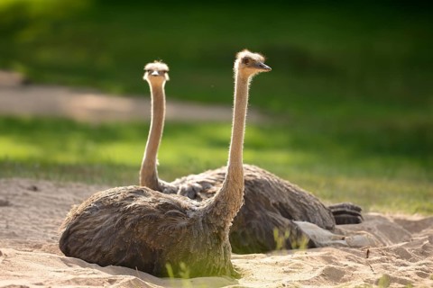 Close-up of two greater rhea (Rhea americana) in spring