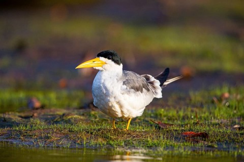 Large-billed Tern (Phaetusa simplex) Pantanal Brazil