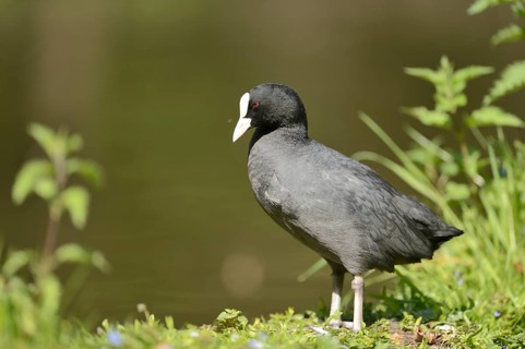 Close-up of a Eurasian Coot (Fulica atra) at the water stain in spring