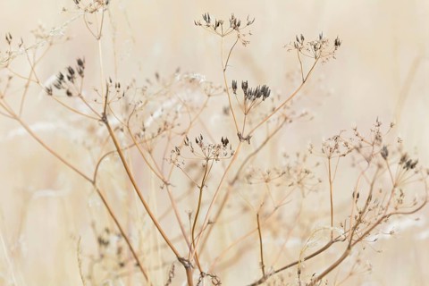 Umbelliferae, umbellifer (Apiaceae) with fruit clusters, North Rhine-Westphalia, Germany, Europe