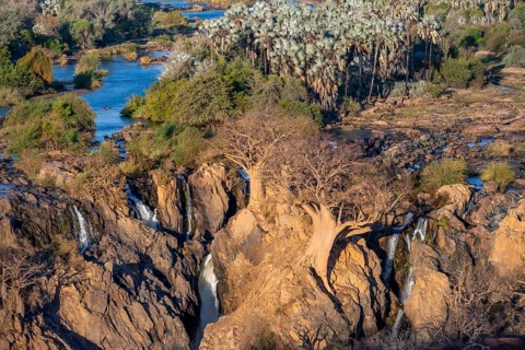 Kunene River, waterfall and African Baobab (Adansonia digitata), in the evening light, Epupa Falls,
