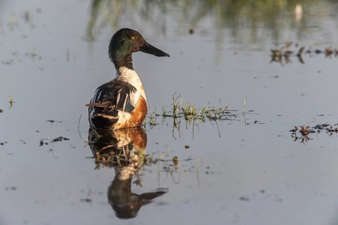 Northern shoveler (Spatula clypeata), Lower Saxony, Germany, Europe