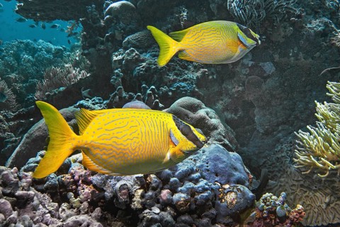 Masked rabbitfish (Siganus puellus), Wakatobi Dive Resort, Sulawesi, Indonesia, Asia