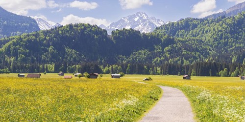 Alpine meadow, Lorettowiesen near Oberstdorf, behind the Allgaeu Alps, Allgaeu, Bavaria, Germany,