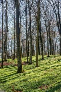 Beech forest (Fagus sylvatica) in the springtime in Fyledalen, Tomelilla community, Skane county,