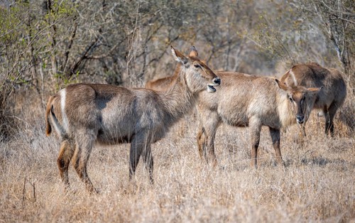Ellipsen waterbuck (Kobus ellipsiprymnus), adult females feeding on dry grass, Kruger National