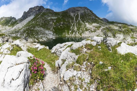 Alpine rose blossom at Laufbichlsee, Koblat-Hoehenweg on the Nebelhorn, Allgaeu Alps, Allgaeu,