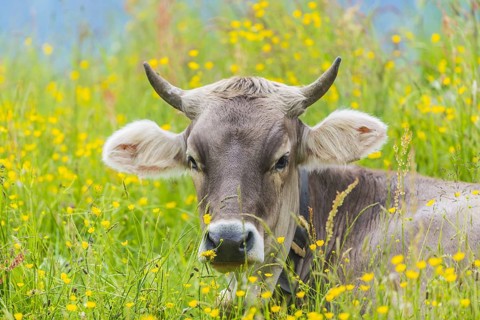 Allgaeu Brown Swiss, (Bos primigenius taurus), Allgaeu, Bavaria, Germany, Europe