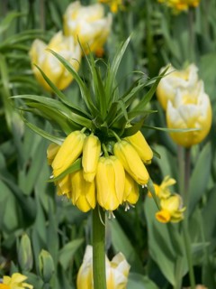 A close-up of a yellow imperial crown with surrounding green leaves and other flowers in the