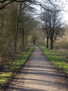 Straight path through the forest, shaded by bare trees, small lake with hiking trails and trees in