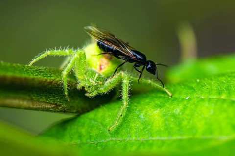 Crab Spider, Heriaeus hirtus, Green Crab Spider, Albania, Europe