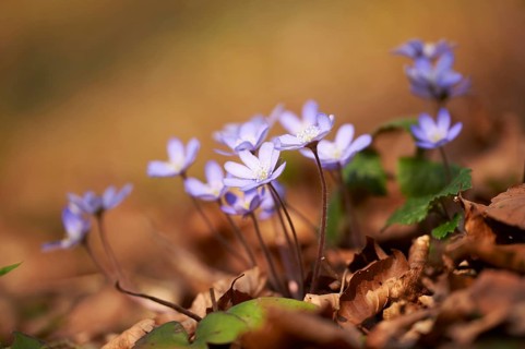Common hepatica (Anemone hepatica) Blossoms in a forest, Bavaria, Germany, Europe