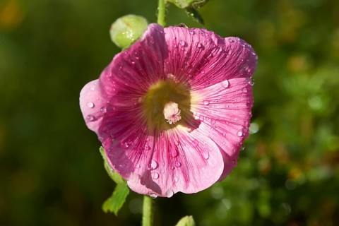 Close-up of a common hollyhock (Alcea rosea) blossom in a garden in summer, Bavaria, Germany,