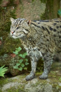 Close-up of a fishing cat (Prionailurus viverrinus) in spring