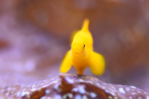 Close-up of a yellow clown goby (Gobiodon okinawae) in an aquarium 'clown gobies'