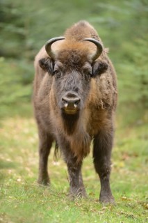 Close-up of a European bison (Bison bonasus) in a forest in spring, Bavarian Forest National Park,