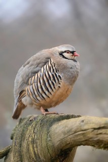 Close-up of Rock Partridge (Alectoris graeca) on an old tree trunk