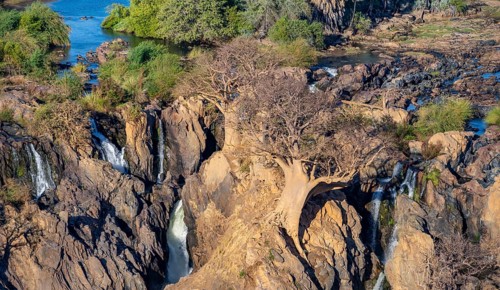 Kunene River, waterfall and African Baobab (Adansonia digitata), in the evening light, Epupa Falls,
