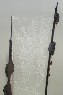 Dew-covered spider web between cattails, Lower Saxony, Germany, Europe