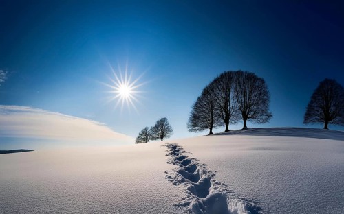 Footprints in fresh snow on a hill with a row of trees in winter, backlight, AI generated, AI