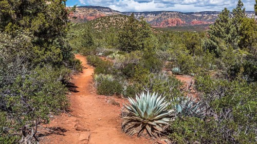 Century plants along the Devil's Bridge Trail in Sedona, Arizona, United States of America, USA,