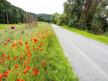 Poppy field in bloom, cornflowers in between, Sausal cycle path, near Heimschuh, Styria, Austria,